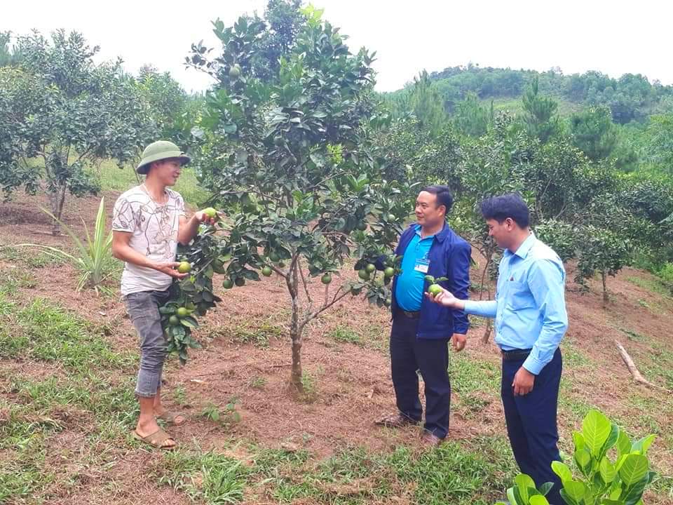 Mô hình trồng cam phát triển sản xuất của anh Chìu Tiến Minh, thôn Đồng Khoang, xã Đạp Thanh, huyện Ba Chẽ