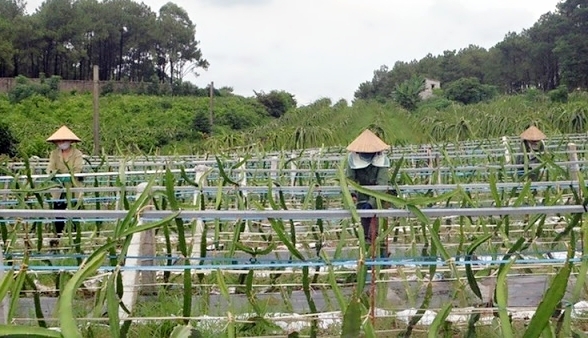 Mô hình thanh long ruột đỏ đang mang lại thu nhập hơn 100 triệu đồng/năm cho các chị em tổ làm vườn, phường Bắc Sơn