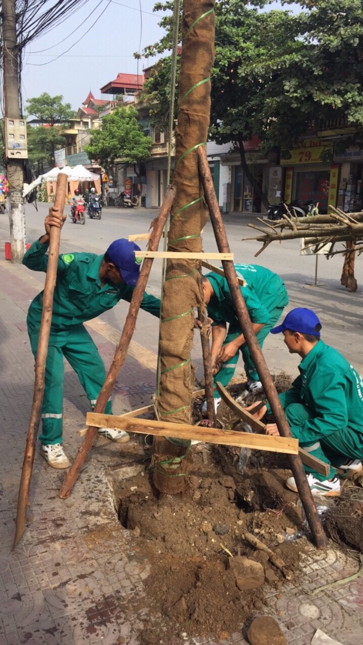 500 cây sao đen được trồng trên đường Hoàng Hoa Thám, phường Mạo Khê (TX Đông Triều).