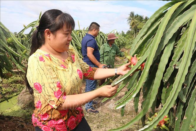 Thanh long ở xã Tân Thuận Bình, huyện Chợ Gạo đang chờ thu hoạch.