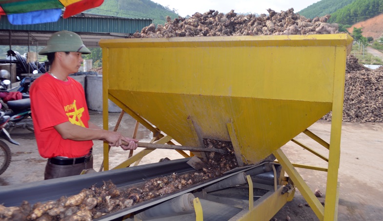 Công nhân Công ty CP Dịch vụ Thương mại Bình Liêu phân loại củ dong riềng trước khi đưa vào dây chuyền sản xuất.