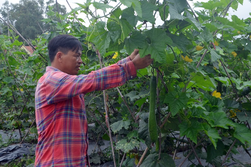 Anh Trịnh Văn Vị, Giám đốc HTX Nông nghiệp Hương Việt (TP Uông Bí) kiểm tra bí sắp được thu hoạch.