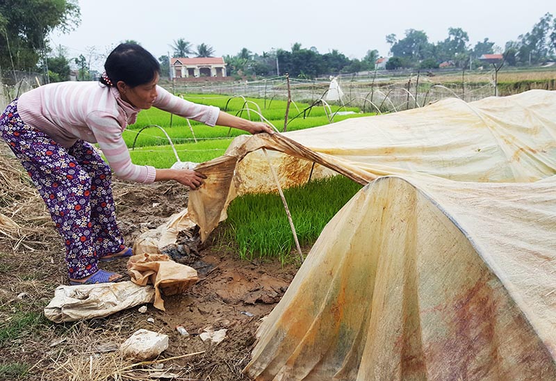 Nông dân Hiệp Hòa, TX Quảng Yên chăn chắn chống rét cho cây mạ