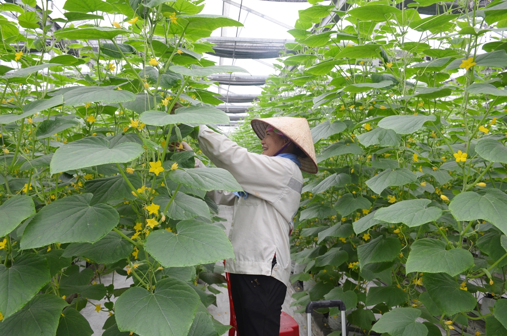 Sản xuất nông nghiệp ứng dụng KH&CN được 
