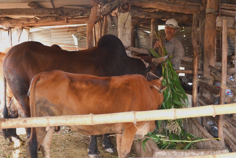 Người dân nên nhốt trâu, bò trong chuồng kín, không thả ro