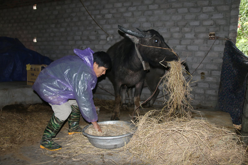 Nông dân xã Tràng Lương (Đông Triều) chủ động phòng chống rét cho đàn gia súc.