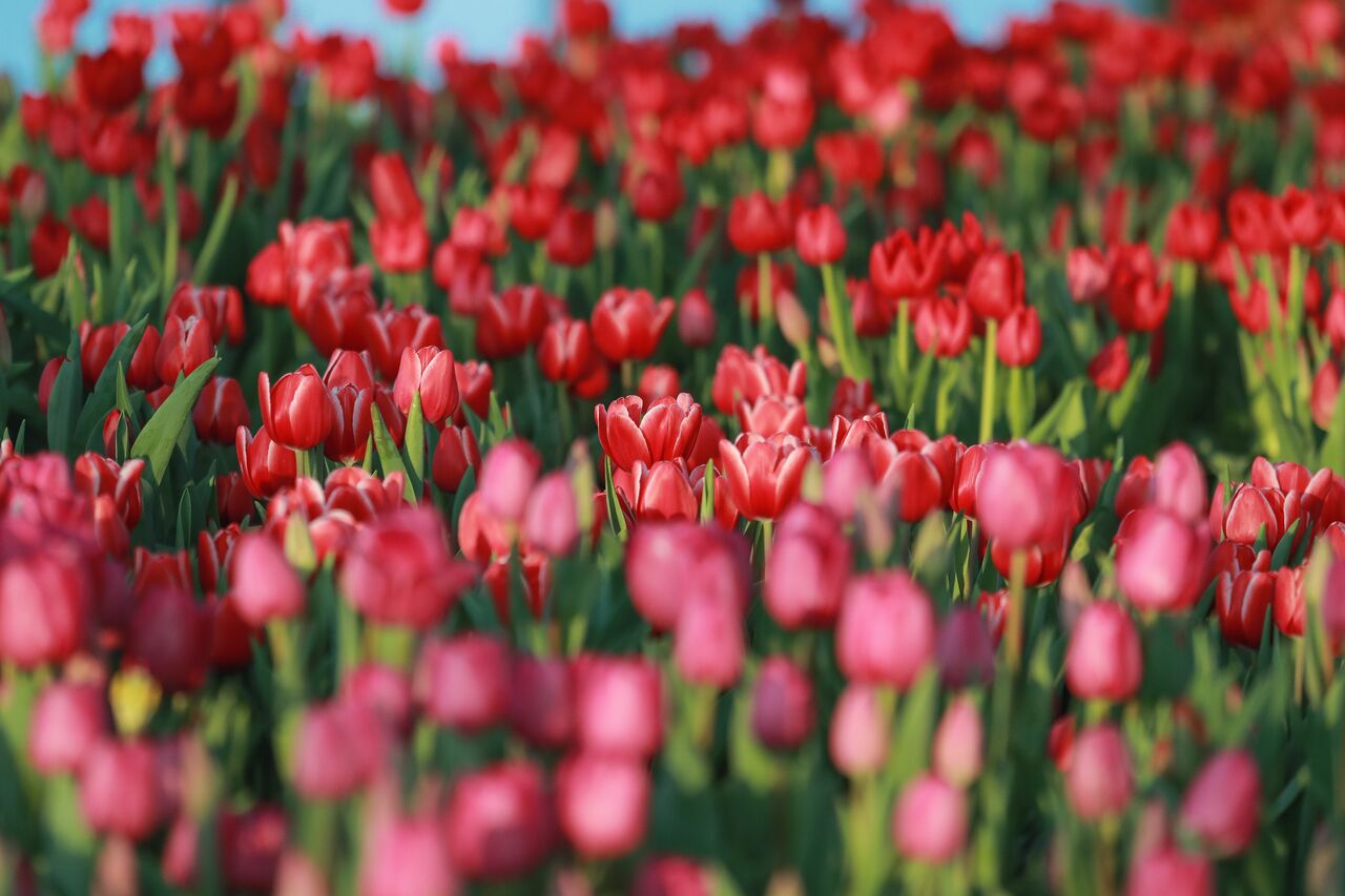 Hoa Tulip vốn là niềm tự hào của người Hà Lan, được họ mang đi khắp nơi.
