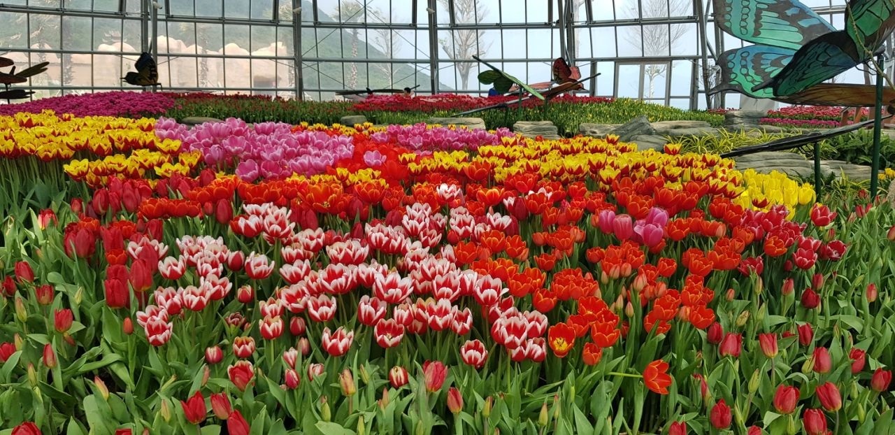 Lễ hội quy tụ hàng trăm ngàn đóa hoa tulip với đủ màu sắc khác nhau.
