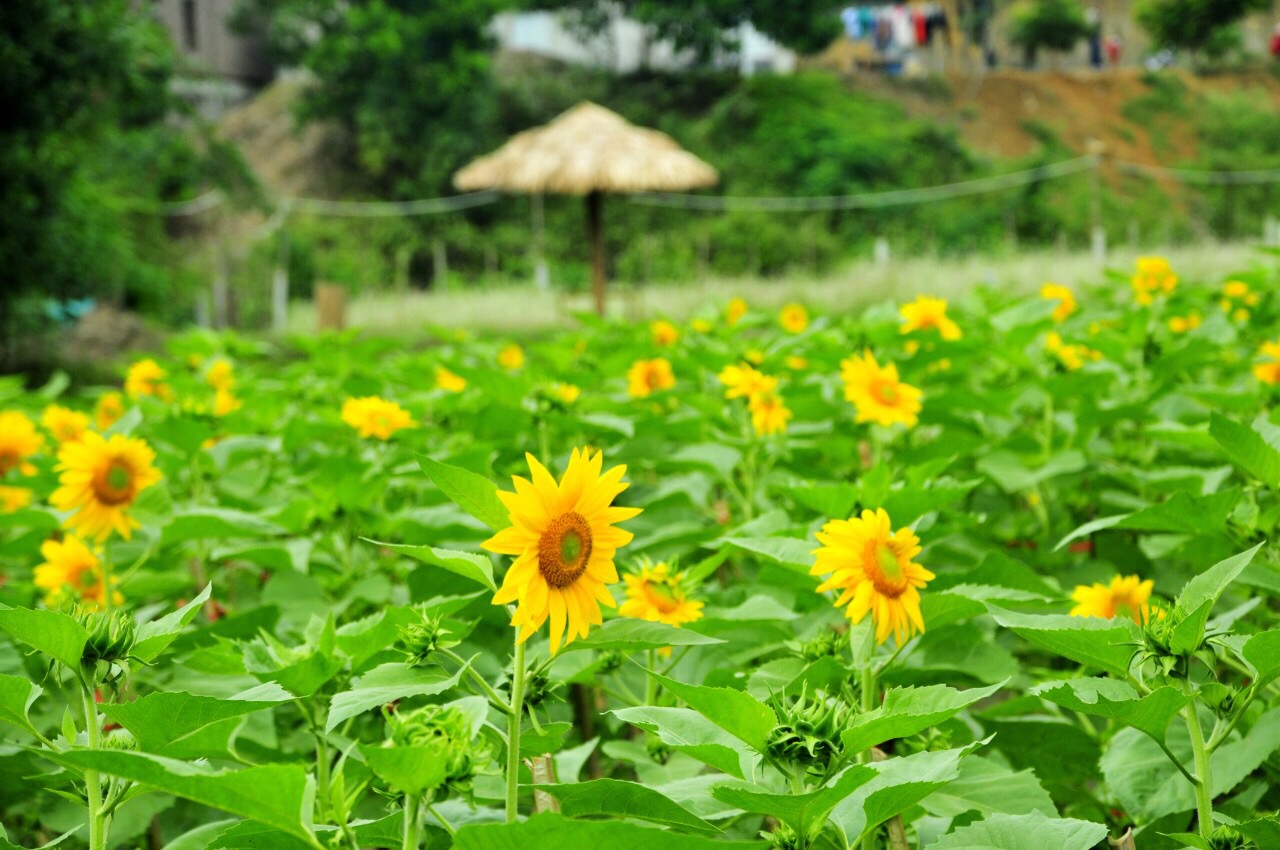 Những cách đồng hoa hướng dương 