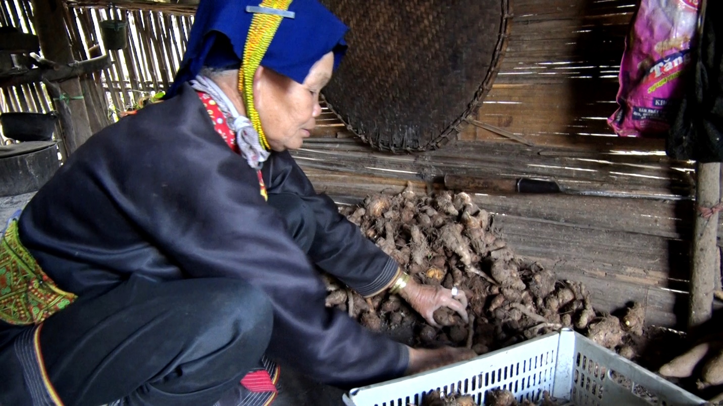 Chọn giống khoai là một trong các khâu rất quan trọng.