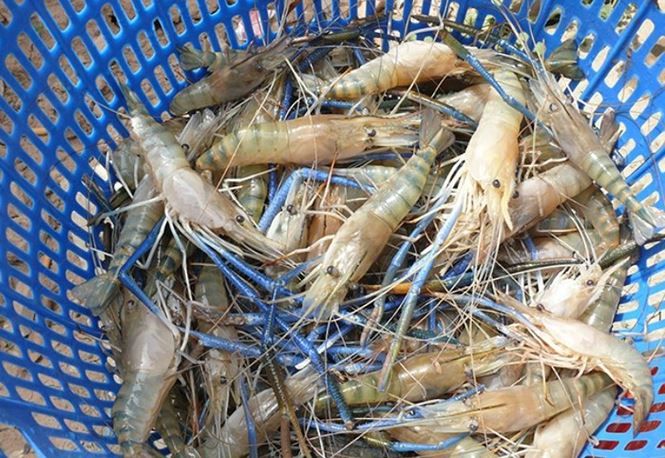 Trên thế giới có khoảng 10 quốc gia nuôi tôm càng xanh. Ở nước ta, tôm được nuôi ở ĐBSCL cho sản lượng và chất lượng thịt cao hơn so với những vùng khác.