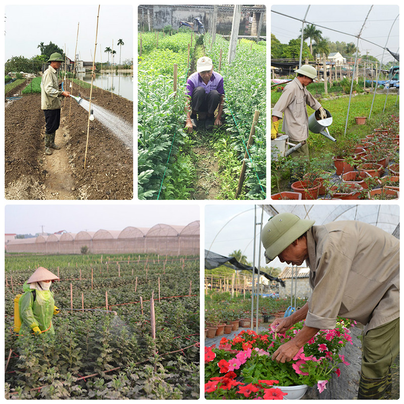 Trồng hoa đòi hỏi sự tỉ mỉ, cận thận, chăm cút