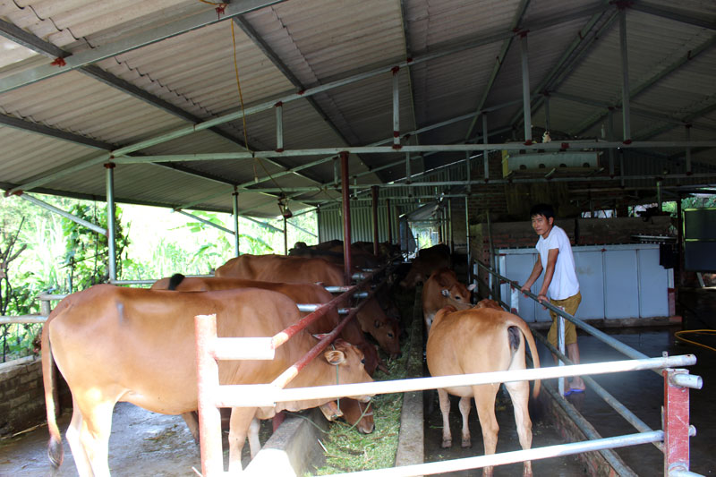 Trang trại chăn nuôi bò của gia đình anh Nguyễn Hữu Thuật, thôn Làng Ngang, xã Quảng An cho hiệu quả kinh tế cao.