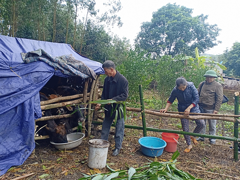 Gia đình ông Chu Văn Phúc Thôn Bản Ngày II, xã Vô Ngại, huyện Bình Liêu chủ động cắt cỏ cho đàn bò của gia đình ăn trong những ngày giá rét