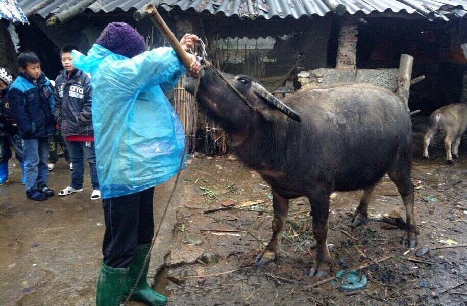 Do đã có kinh nghiệm chống rét cho đàn gia súc lớn từ nhiều mùa trước, người dân xã Quảng Thành, huyện Hải Hà chủ động triển giữ ấm cơ thể cũng như bổ sung khoáng chất, nước muối ấm cho trâu bò