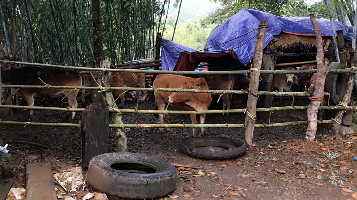 Tuy nhiên riêng huyện Bình Liêu, theo ghi nhận của đoàn kiểm tra Chi cục Chăn nuôi và Thú y, đến này 30/12, một số hộ dân vẫn nuôi nhốt trâu bò trong các chuồng, trại tạm, ẩm thấp, mất vệ sinh… dẫn đến chúng có nguy cơ chết rét hoặc giảm sút sức khỏe. 