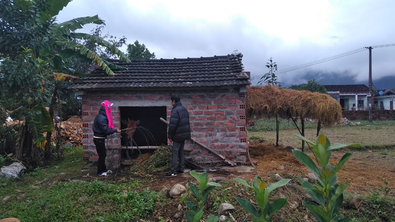 Gia đình bà Tằng Tài Múi, bản Nà Lý, xã Quảng Đức thực hiện các biện pháp phòng chống rét cho bò theo sự hướng dẫn của cán bộ xã.