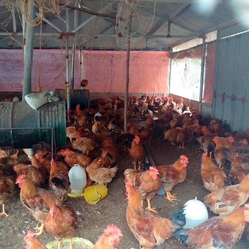 Người dân xã Quảng Lợi, Đầm Hà che chắn chuồng trại chăn nuôi chống rét cho cho gia súc, ia cầm.