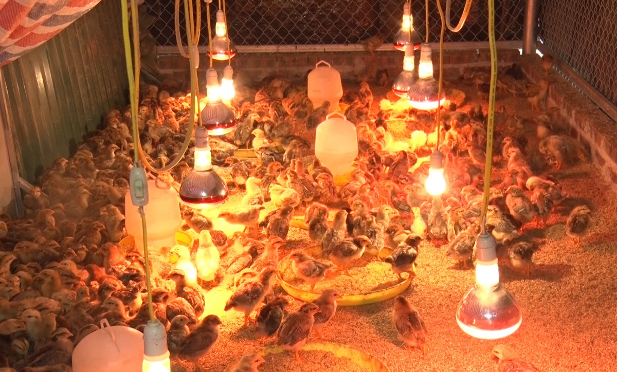Các trang trại, gia trại chăn nuôi gà Tiên Yên lắp đặt thêm đèn sưởi, đảm bảo con giống được giữ ấm.