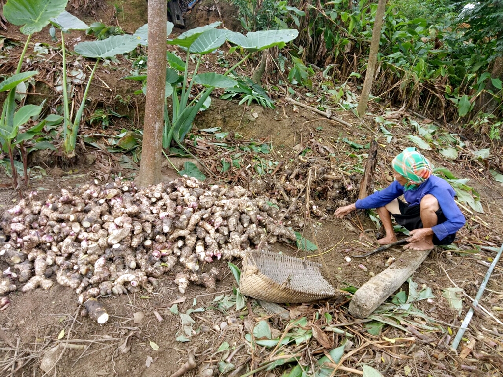 Người dân xã Đại Dực thu hoạch dong giềng.