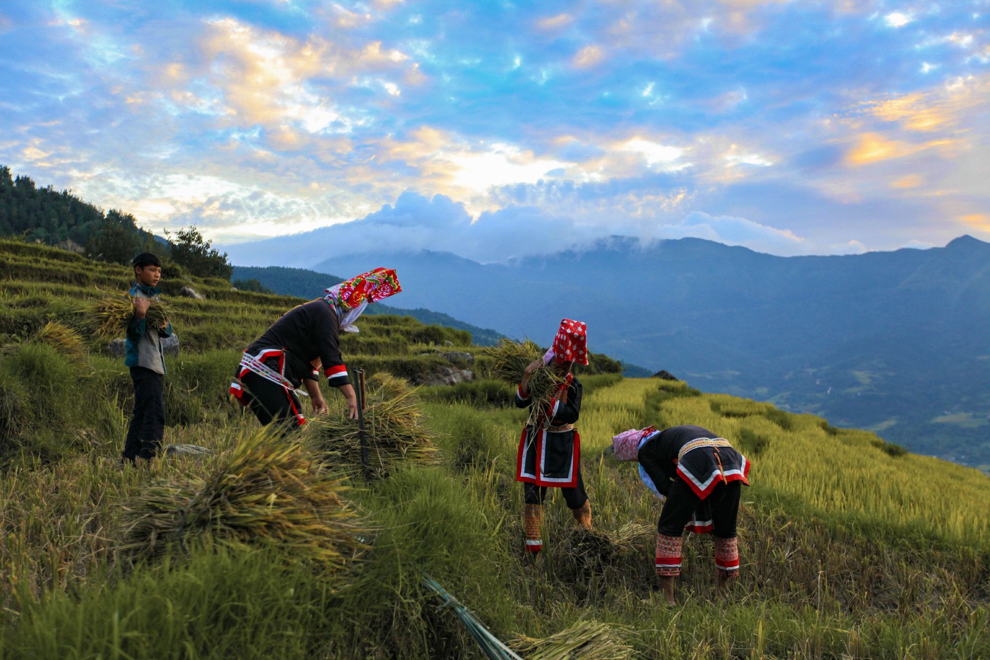 Bó lúa cuối ngày