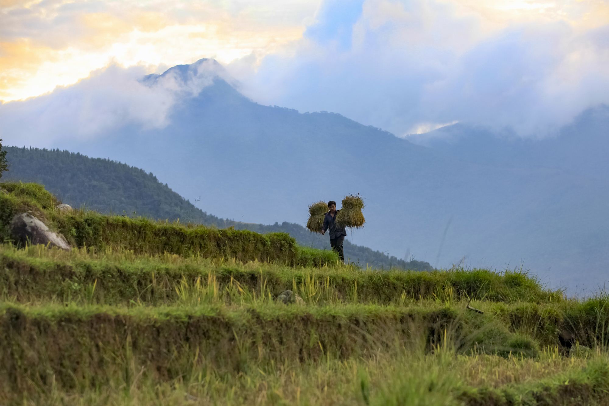 Gánh lúa về