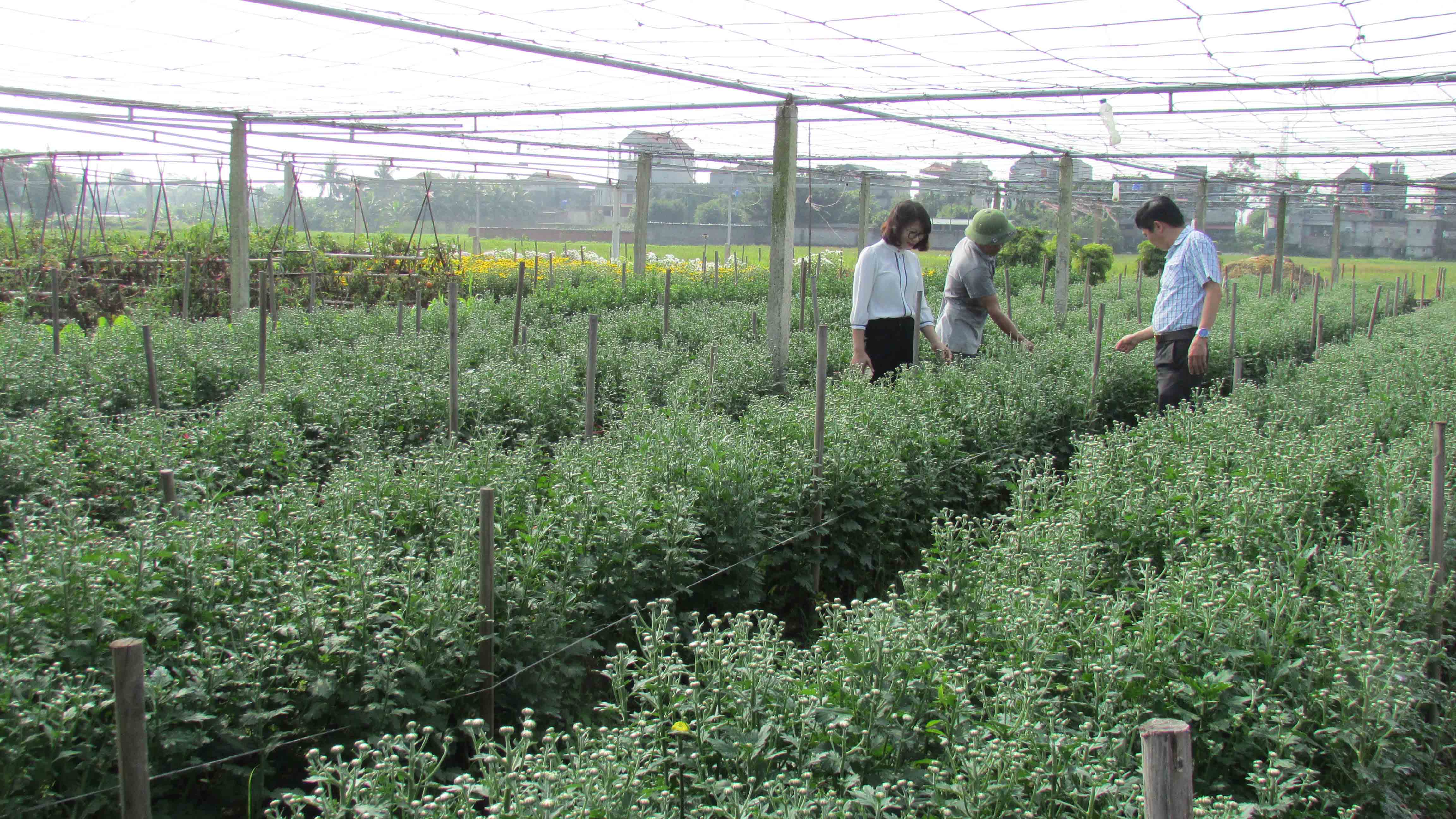 Mô hình trông hoa chất lượng cao tại Yên Thọ