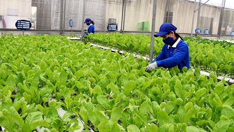  cơ sở sản xuất rau thủy canh 188 Green Farm thuộc Công ty CP Đầu tư xây dựng và thương mại 188