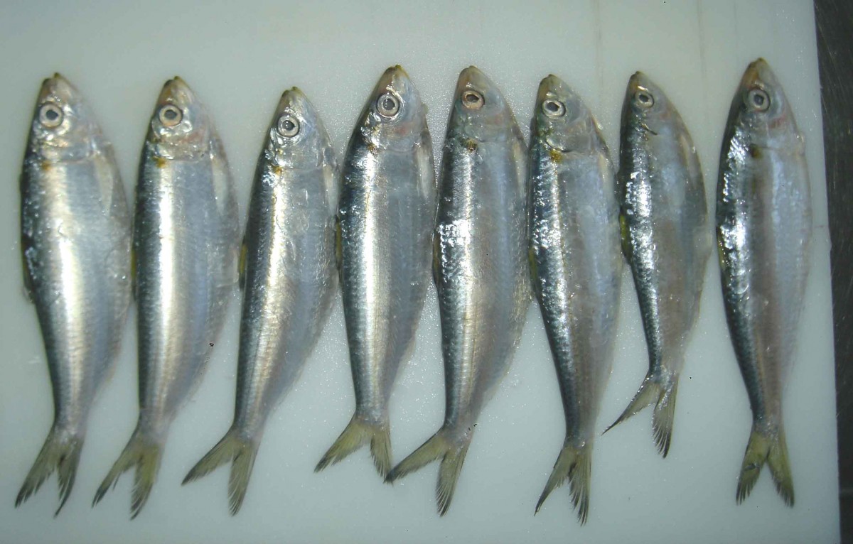 Ngoài Omega 3, cá trích còn dồi dào protein, canxi, magiê, kali, niacin, vitamin B-12 và selen.