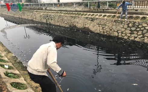 Một tốp công nhân dùng lưới thu gom cá chết.