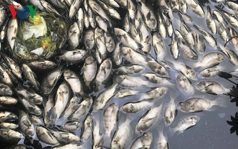 Cá chết chủ yếu là cá rô phi.