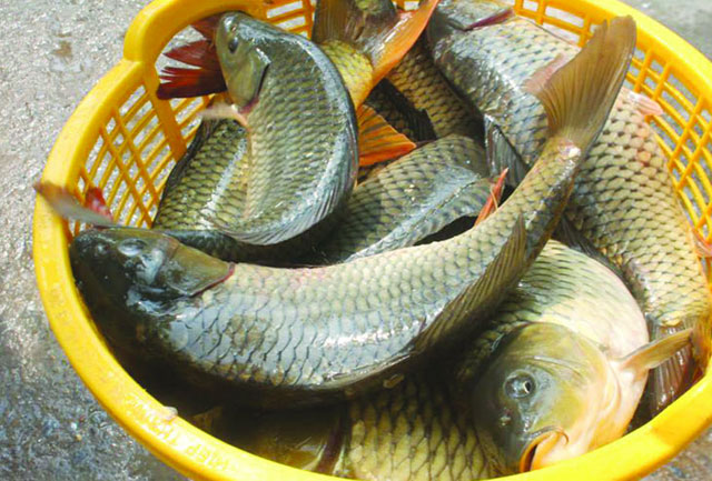 Thường xuyên ăn rau quả tươi, ngũ cốc và các loại hạt, cá nước ngọt giúp giảm mệt mỏi, cải thiện năng lượng tổng thể.