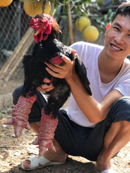 Giá gà Đông Tảo hiện tại đã hạ. Trong ảnh, Trưởng bên chú gà với đôi chân to nhất trang trại năm nay được bán giá 10 triệu đồng. Ảnh: T.T.