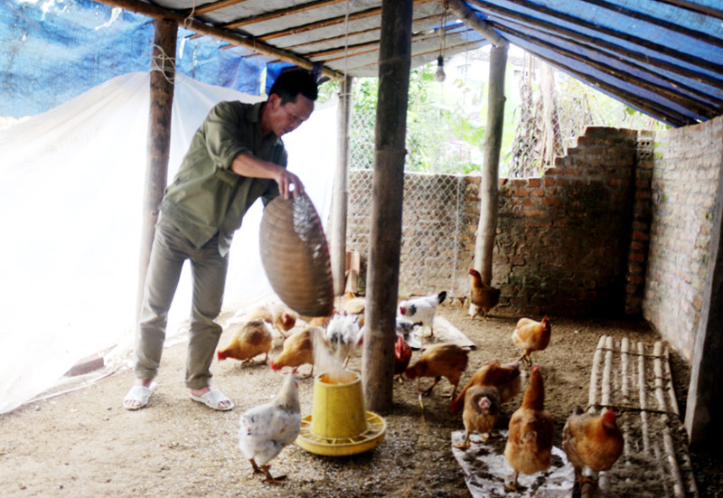 ông Thành tích cực chăn nuôi phát triển sản xuất và trở thành hộ thoát nghèo tiêu biểu của huyện BL