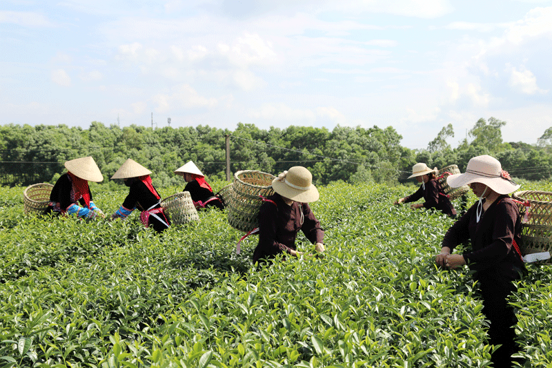 Người dân huyện Hải Hà thu hoạch chè.