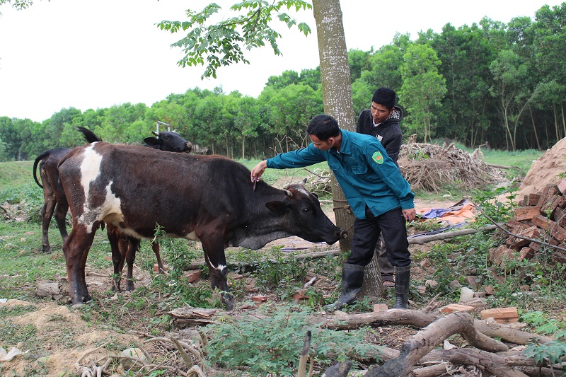 Huyện Đầm hà tiêm phòng cho trâu. ảnh Khảnh Đan