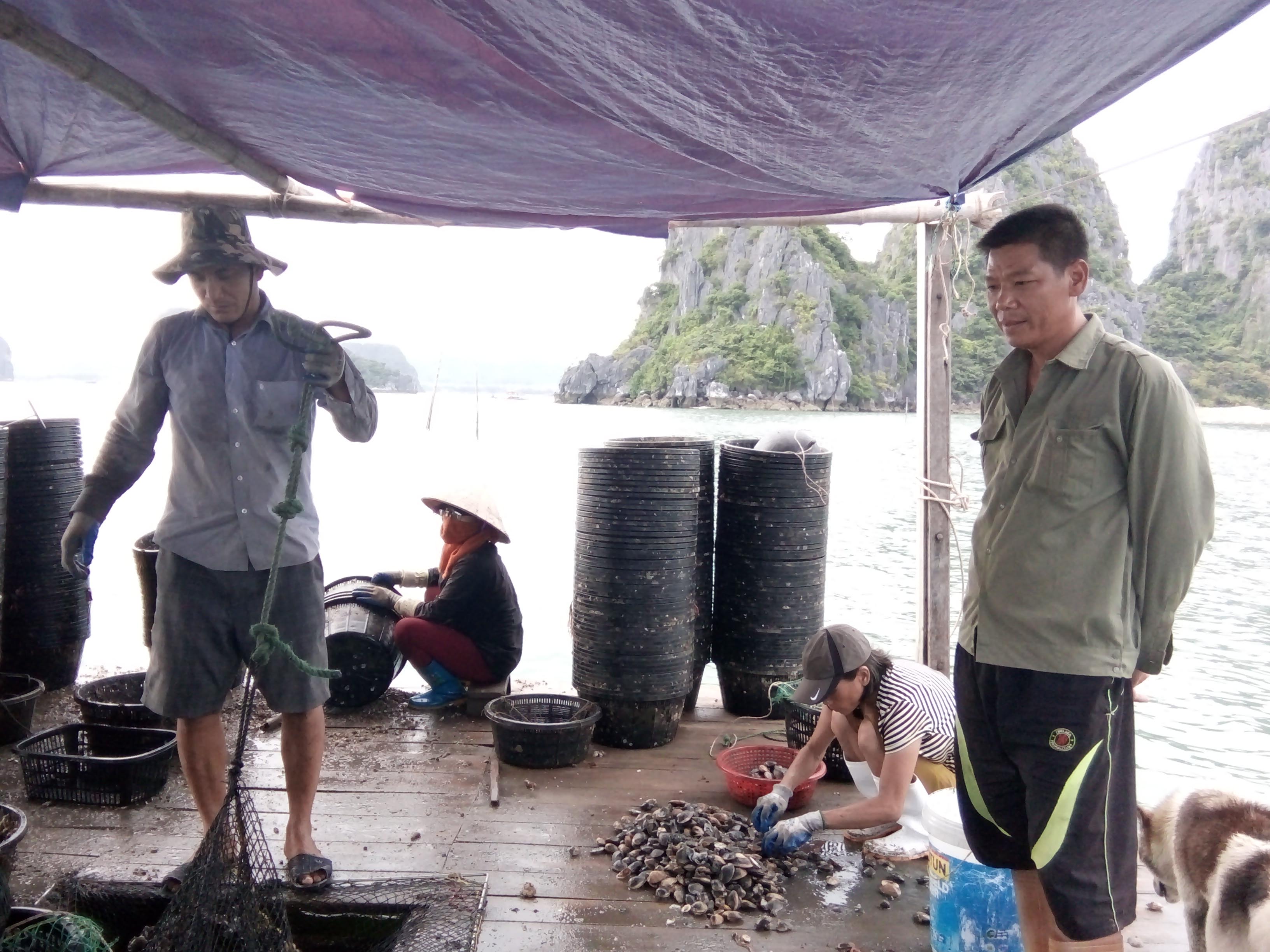 Ngoài tạo việc làm cho bản thân và gia đình, mỗi năm mỗi bè nuôi thủy sản của các anh trong CLB Vượt sóng (Vân Đồn) đã tạo việc làm thời vụ cho từ 8 - 10 lao động.