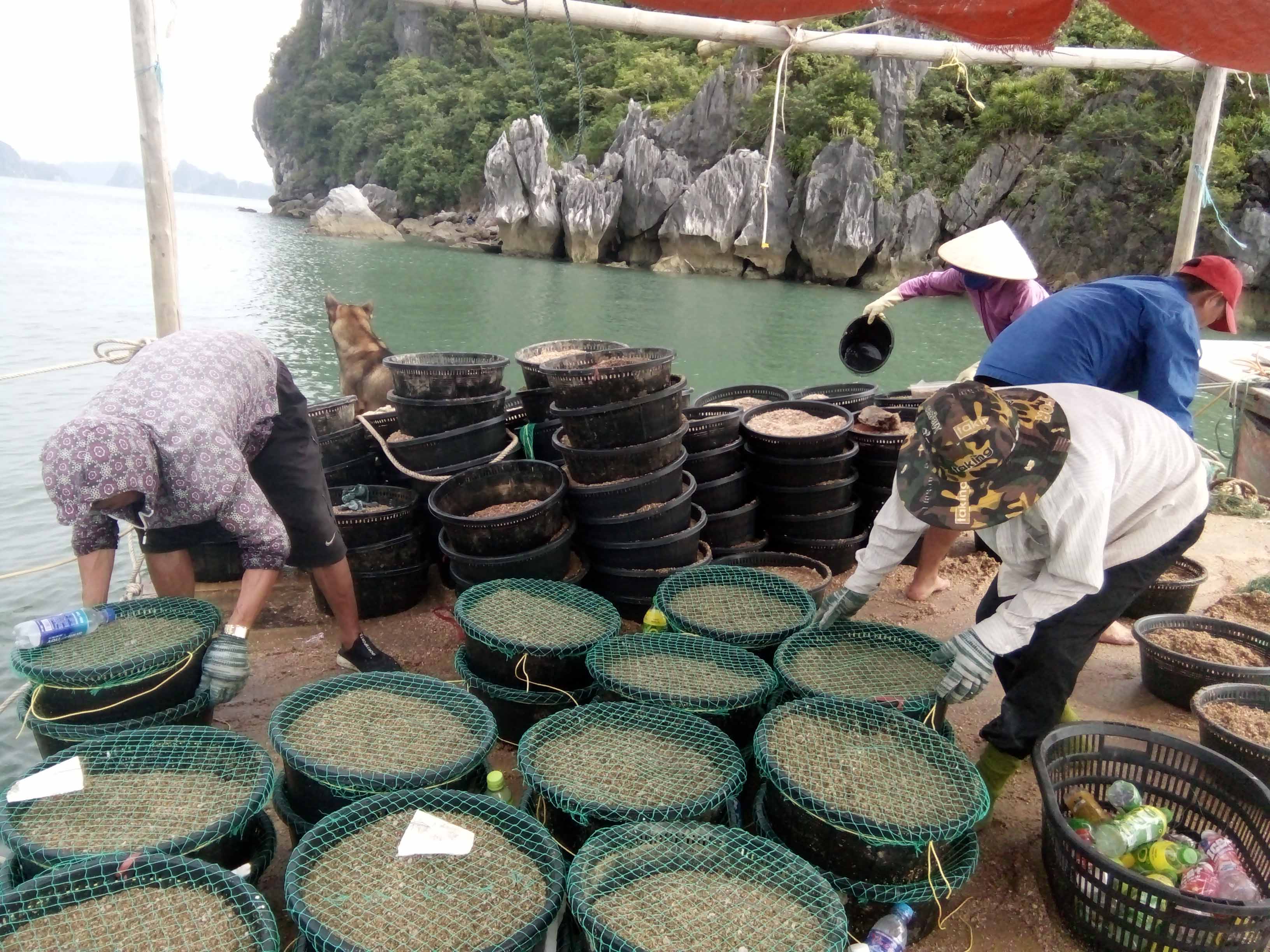 Anh Trần Văn Hưng (bên trái), thành viên CLB Vượt sóng (Vân Đồn) cùng các lao động đang thả giống ngao giá.