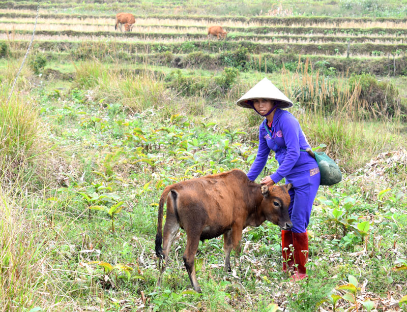 Từ 2 con bò được hỗ trợ ban đầu, nay chi Nông, thôn Nà Phạ, xã Tình Húc đã nhân đàn lên 7 con và đã thoát nghèo