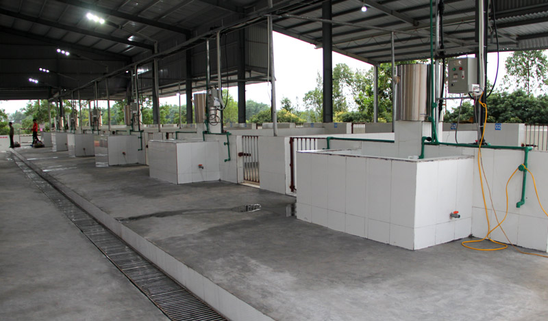 Khu giết mổ có công suất trên 200 con gia súc/ngày, đêm.