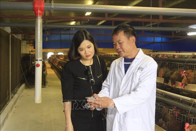 Ông Ngọc giới thiệu các khâu kiểm soát nhiệt độ, thức ăn nước uống trong chuồng nuôi, nhiệt độ trạm ấp qua phần mềm kết nối mạng internet trên smartphone.