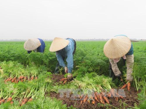Nông dân Hải Dương thu hoạch nông sản vụ Đông. Ảnh: Mạnh Minh/TTXVN