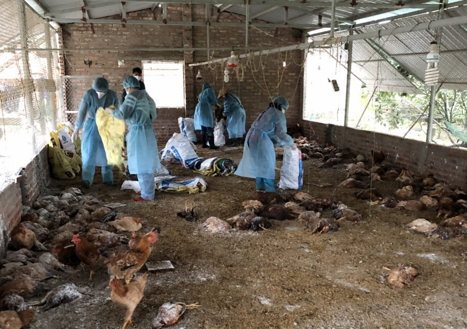 Lực lượng chức năng huyện Hải Hà tiêu huỷ số gà mắc cúm gia cầm H5N6 của hộ dân ở thôn 3, xã Quảng Chính, huyện Hải Hà.