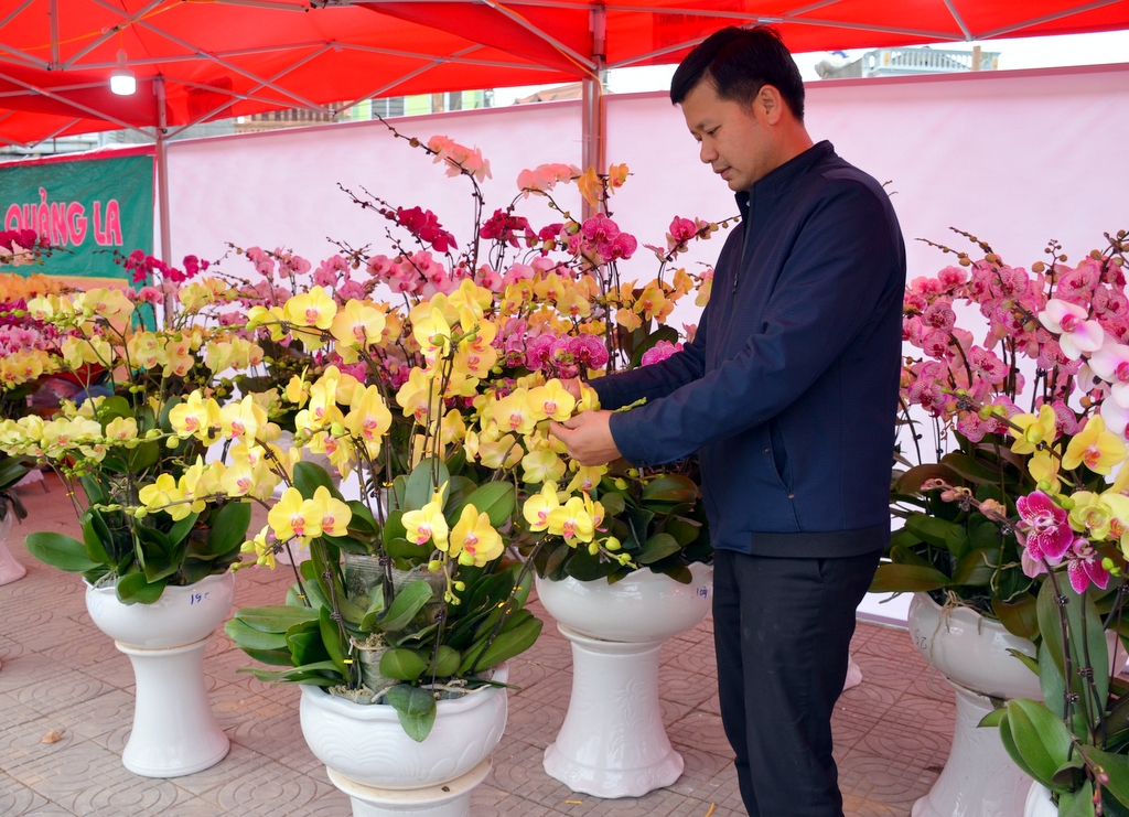 Tham gia Hội hoa xuân, các chủ vườn đều đưa đến những chậu hoa đẹp nhất của mình và chăm sóc cho hoa rất cẩn thận.