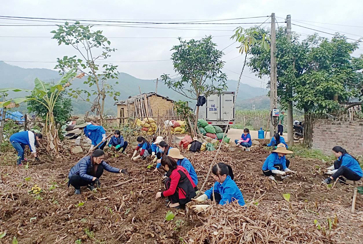 Cán bộ, công chức, đoàn viên thị trấn Bình Liêu tham gia giúp hộ dân Khu Bình Quân, thị trấn Bình Liêu thu mua củ dong