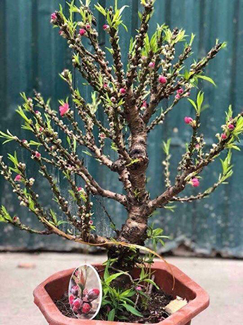 Loại đào Trung Quốc nhưng nhiều người bán hàng quảng cáo là đào Thất thốn tiến vua.