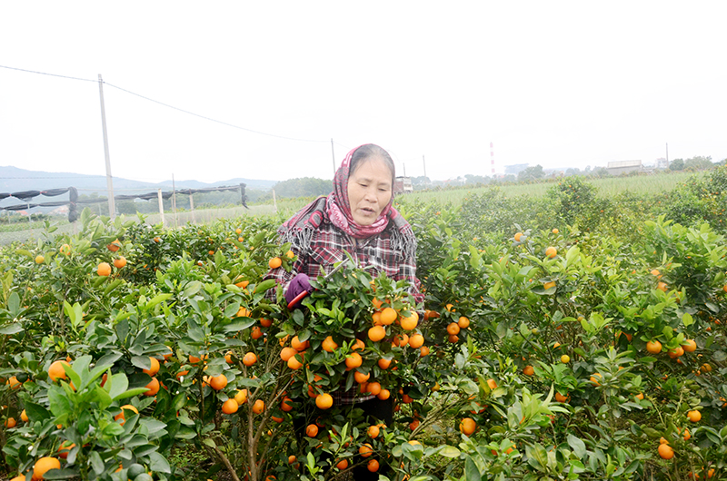 Người dân thôn Quảng Mản, xã Bình Khê, TX Đông Triều thu hoạch quất phục vụ thị trường Tết 2019.