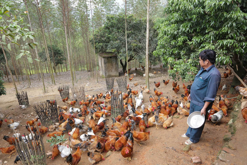 Chăn nuôi gà là mô hình kinh tế hiệu quả, giúp người dân thoát nghèo tại huyện Tiên Yên.