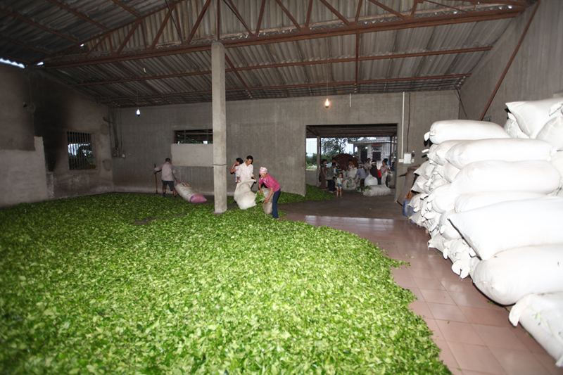 Chè là một trong những loại cây chủ lực của huyện Hải Hà, đem lại hiệu quả kinh tế cao.