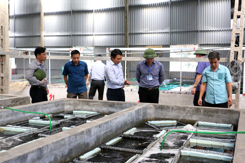 Mô hình nuôi bào ngư thương phẩn tại xã Thanh Lân đã mang lại hiệu quả kinh tế cao